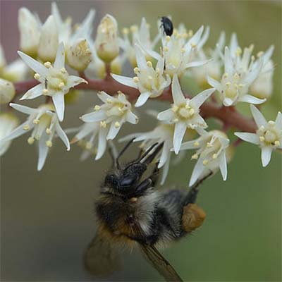 bee on small white flowers