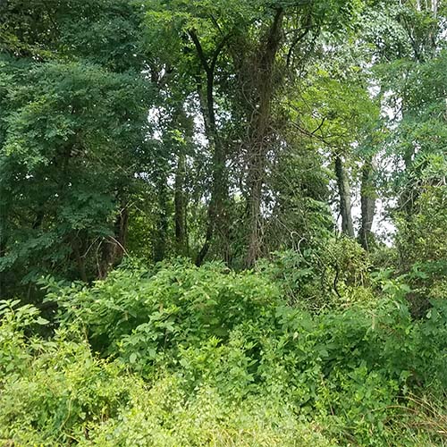 trees behind invasive plants