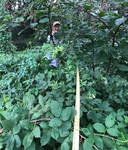 measuring tape over multiflora rose bushes
