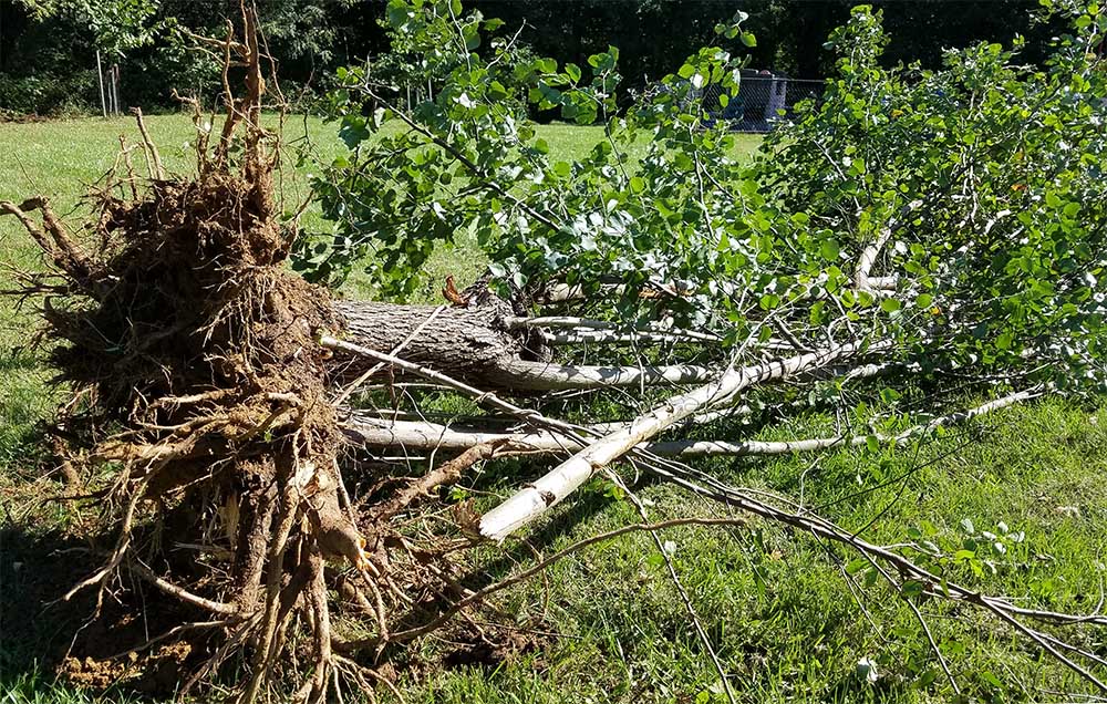 uprooted Callery Pear tree