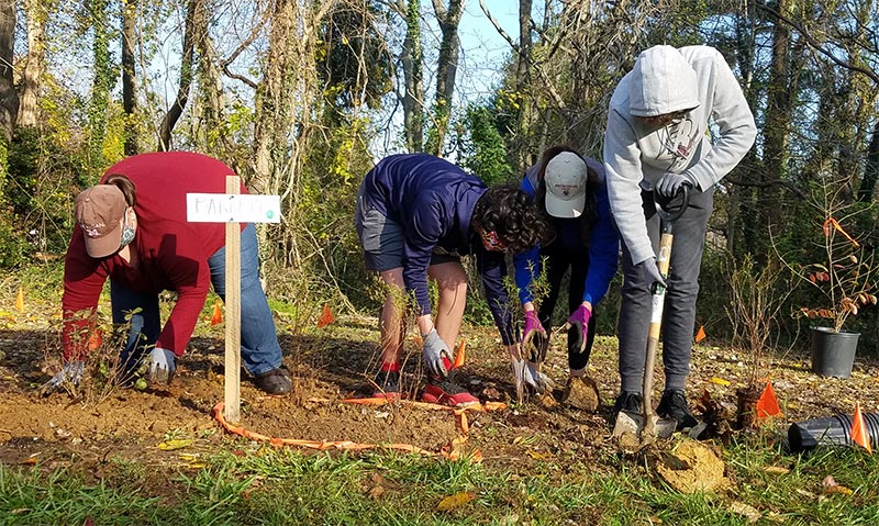 volunteers planting shrubs