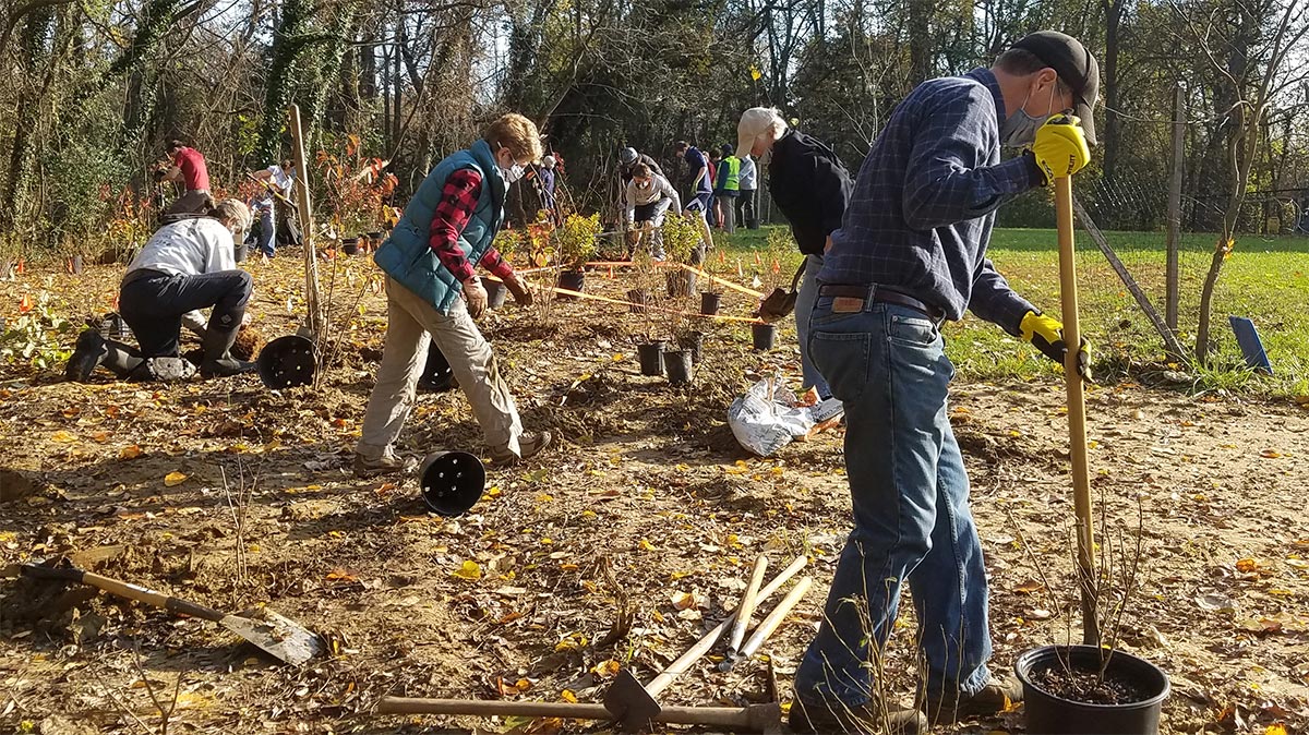 volunteers planting shrubs