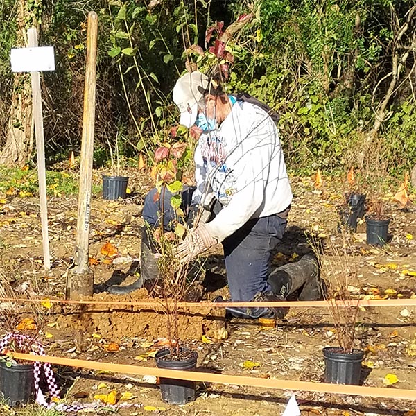 volunteer planting shrubs