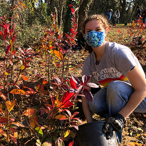 volunteer planting shrubs