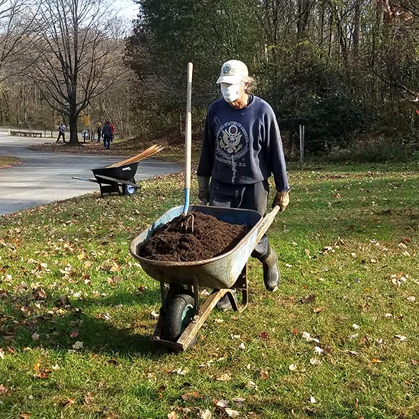 volunteers moving mulch in wheelbarrow