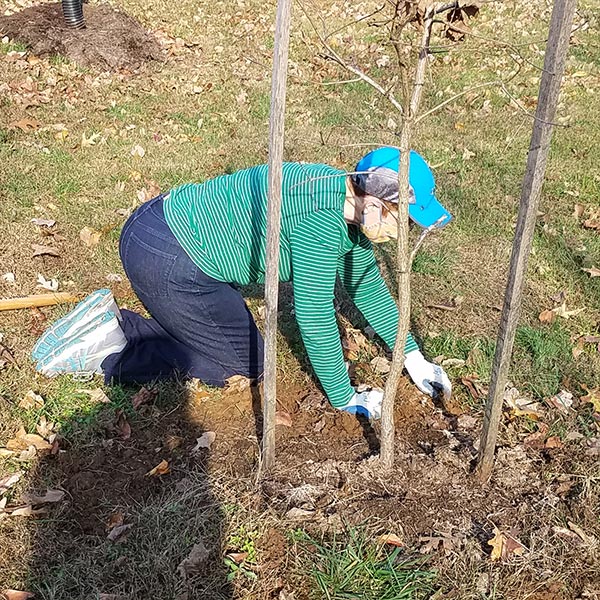 volunteer caring for tree