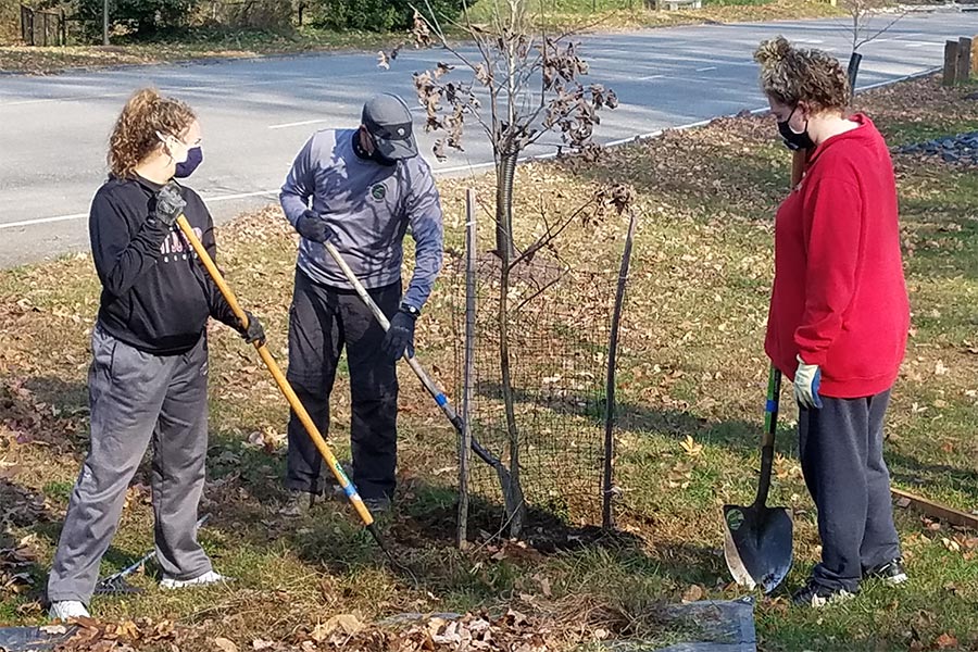 volunteers caring for tree