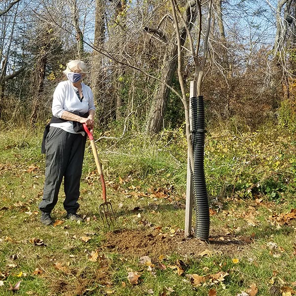 volunteer caring for tree