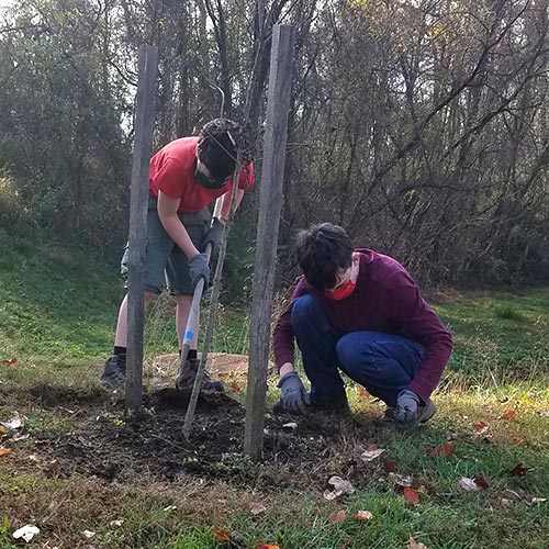 volunteers caring for tree