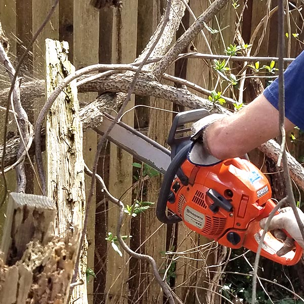 cutting large vine with chain saw