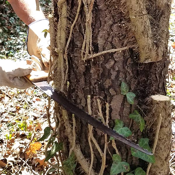 cutting vines with tree saw