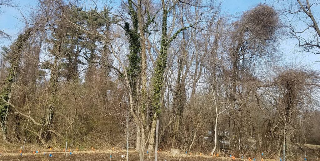 trees with vines growing on them