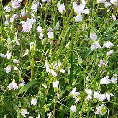 small white and pink flowers
