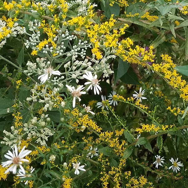 yellow, and white flowers