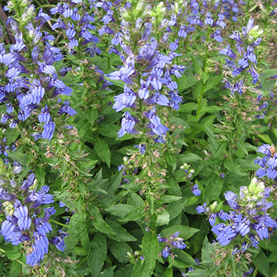 spike of purple-blue flowers