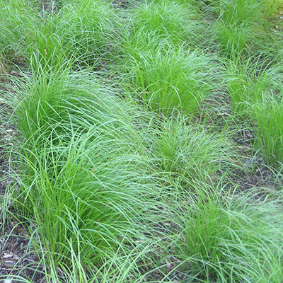 Pennsylvania sedge, a native grass