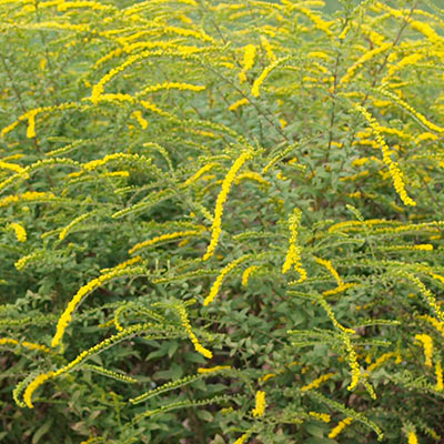 yellow flowers goldenrod