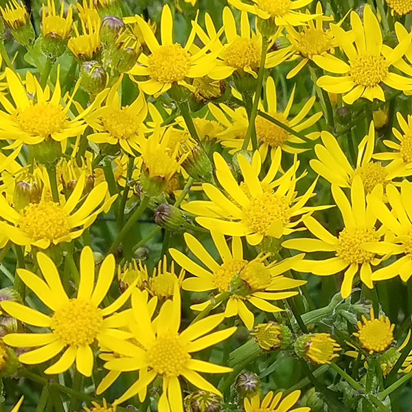 golden yellow flowers