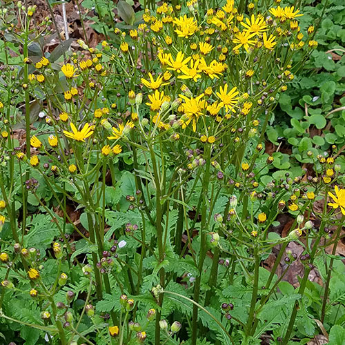 yellow flowers and green leaves