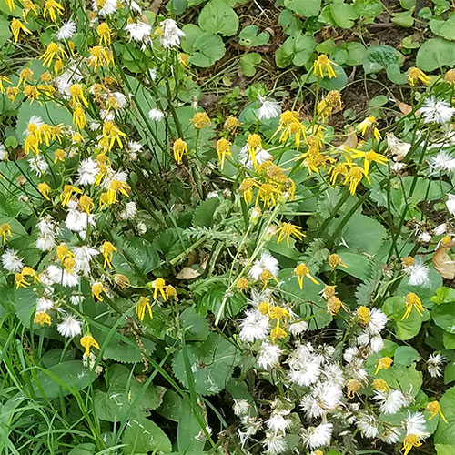 yellow flowers, white seed heads, and green leaves