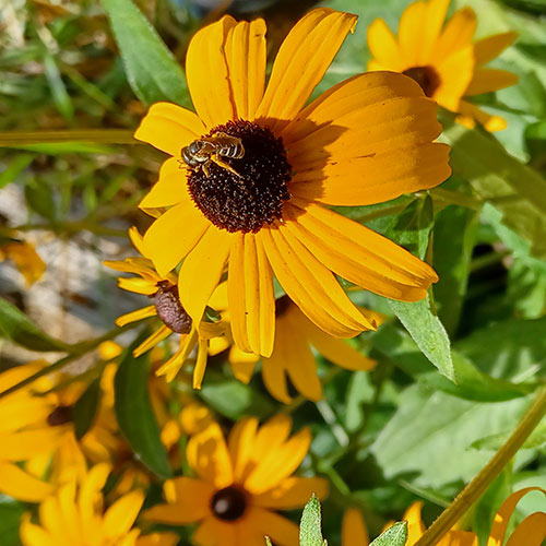 bee on flower with yellow petals, dark brown center, and green leaves