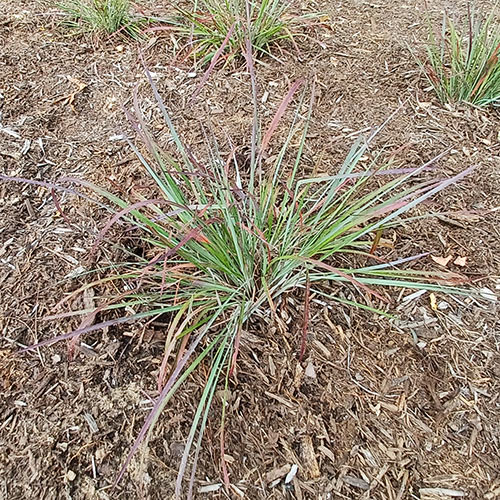 green and red clumped grass