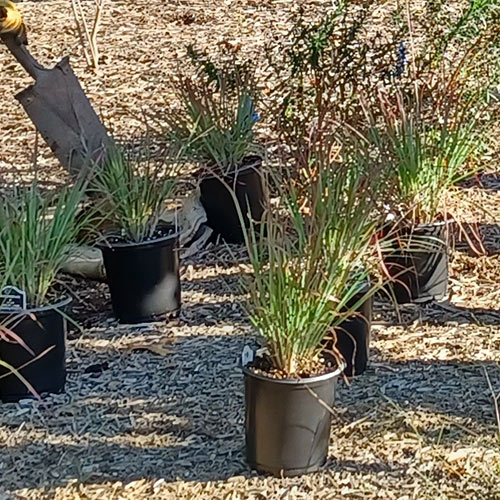 green and red grass in pots
