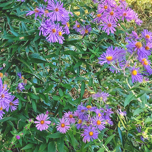 flowers with purple petals and orange center