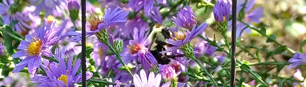 bee on flower with purple petals and orange center