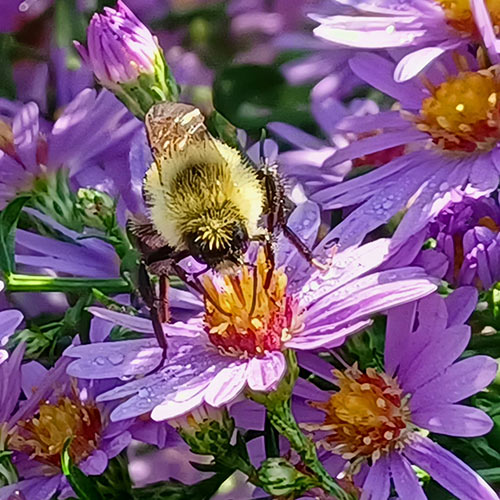 bee on flower with purple petals and orange center