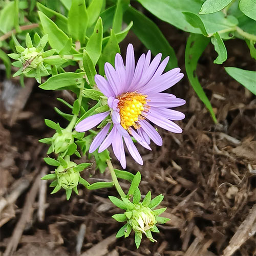 flower with purple petals, yellow center