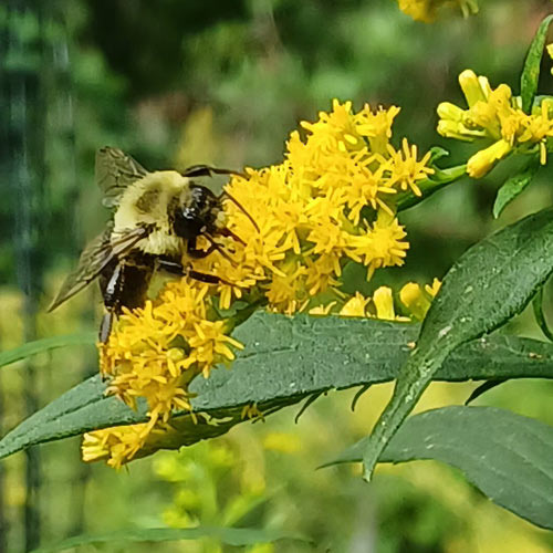 bee on small golden yellow flowers