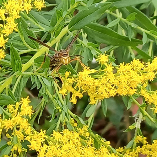 wasp on small golden yellow flowers
