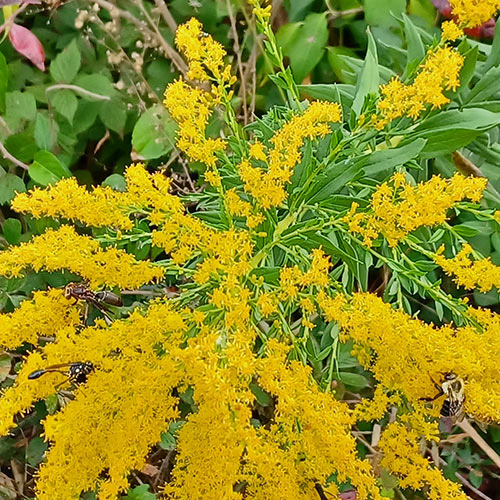 small golden yellow flowers with insects