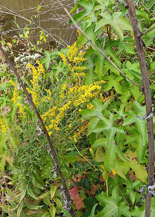 green leaves, yellow flowers