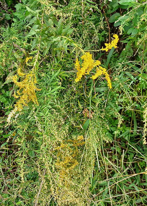 green leaves, yellow flowers