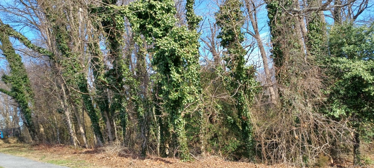 trees with ivy