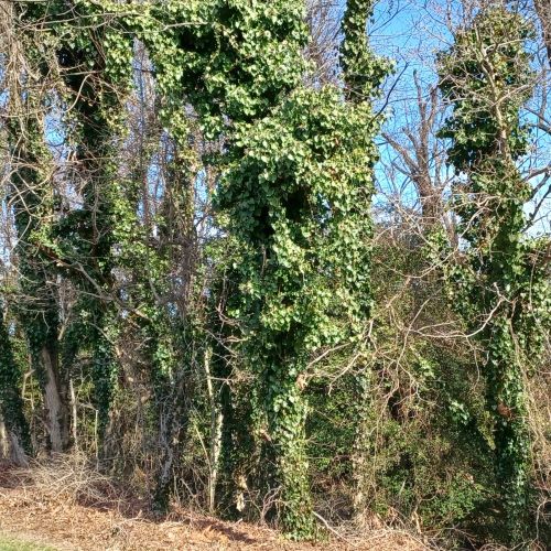 trees covered in vines